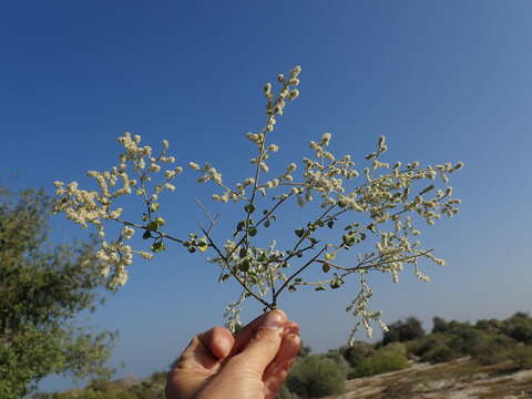 Слика од Ouret triangularifolia