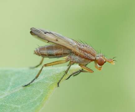 Image de Tetanocera plebeja Loew 1862