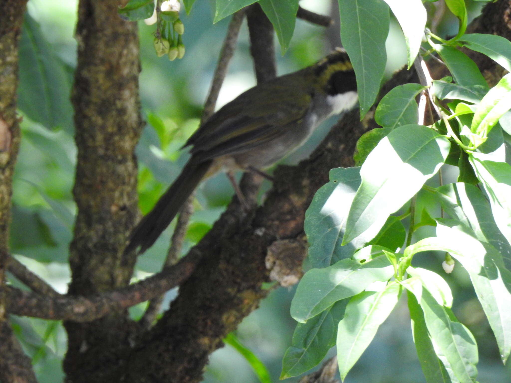 Image of Green-striped Brush Finch