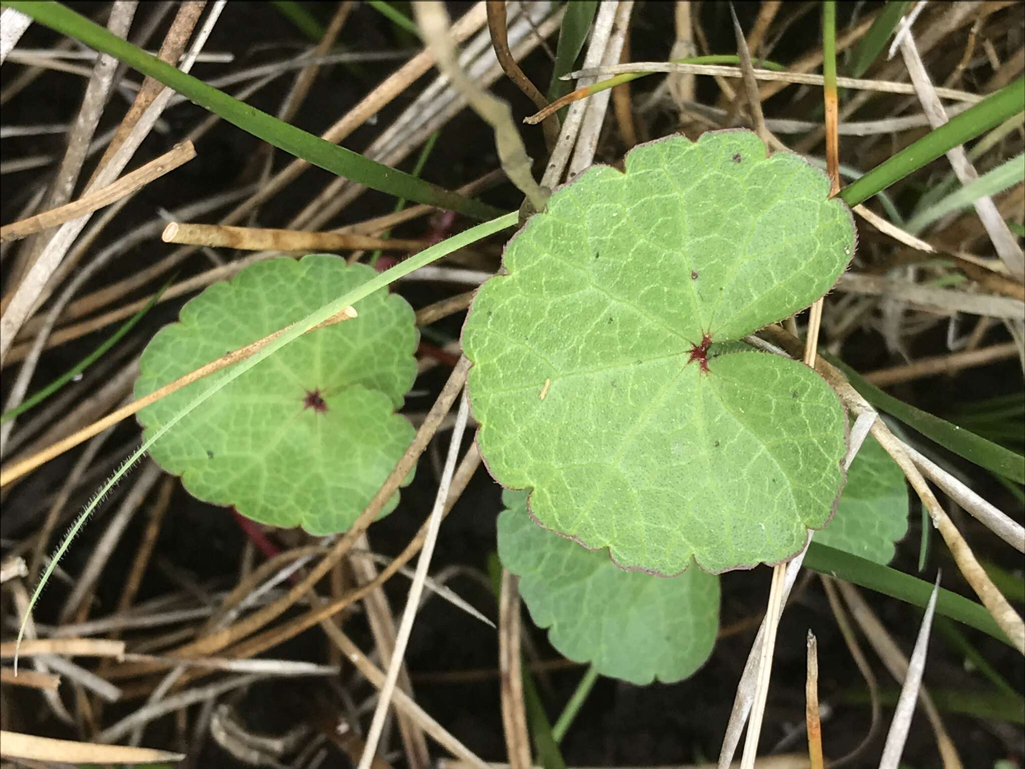 Image de Sidalcea calycosa subsp. rhizomata (Jeps.) S. R. Hill