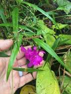 صورة Sobralia amabilis (Rchb. fil.) L. O. Williams