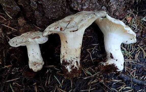 Слика од Hygrophorus subalpinus A. H. Sm. 1941