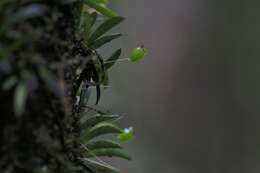 Image of Bulbophyllum macphersonii Rupp