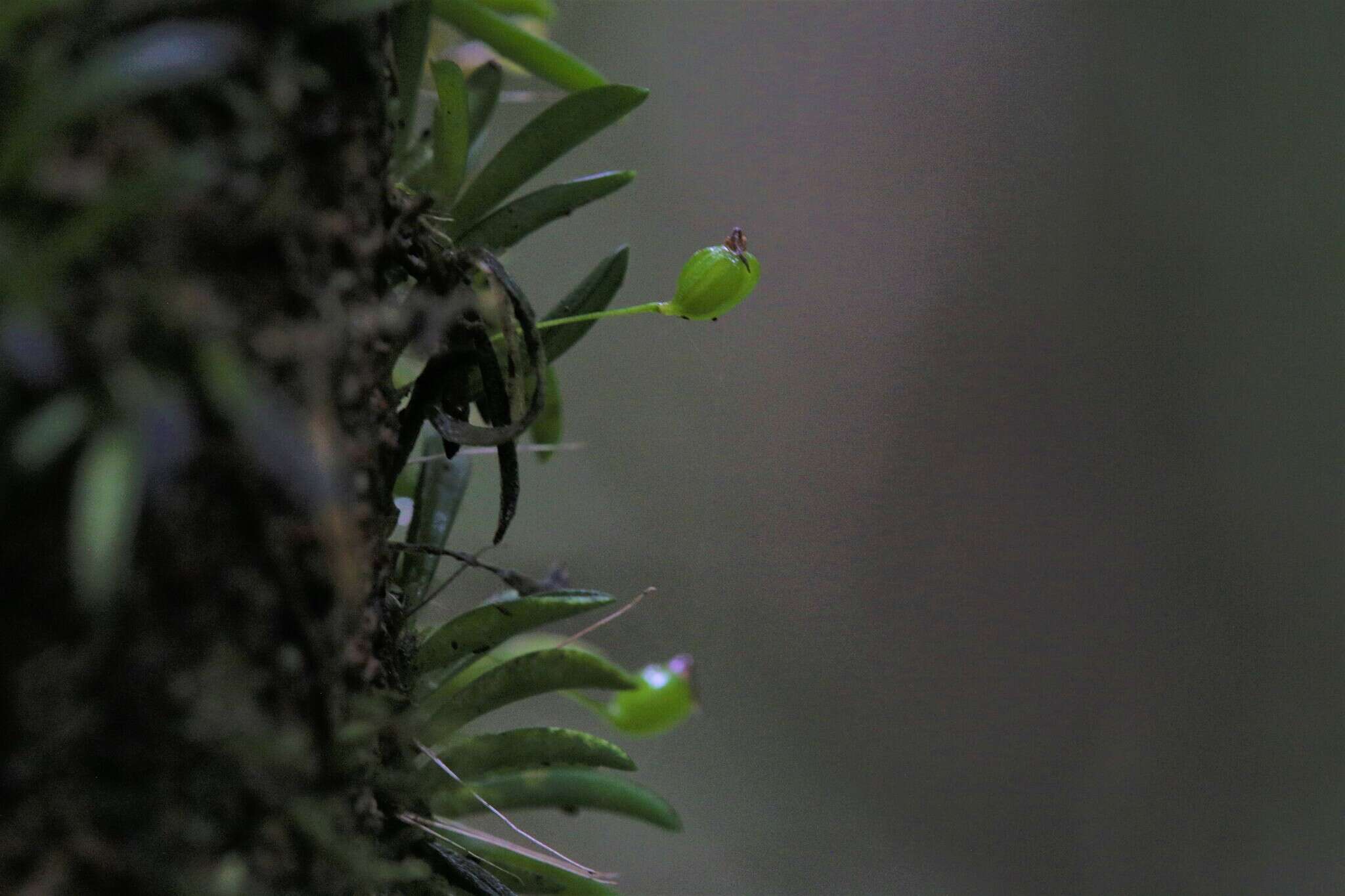 Sivun Bulbophyllum macphersonii Rupp kuva