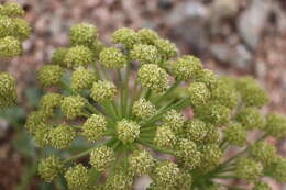 Слика од Angelica brevicaulis (Rupr.) B. Fedtsch.