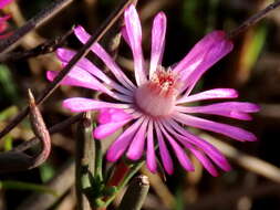 Image of Lampranthus spiniformis (Haw.) N. E. Br.