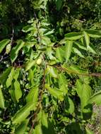 Image of creek plum