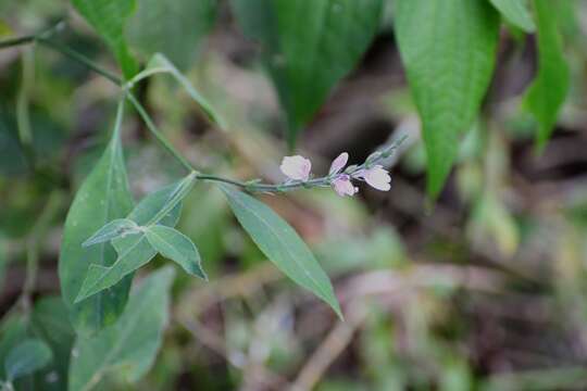 Image of Justicia breviflora (Nees) Rusby