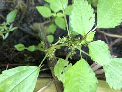 Image of Lesser Clearweed