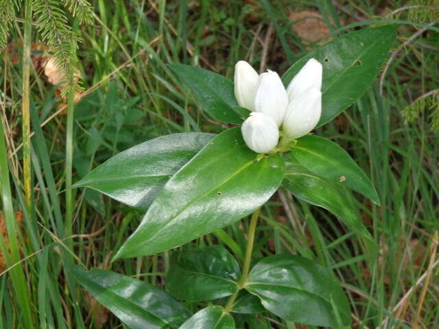 Image of closed bottle gentian