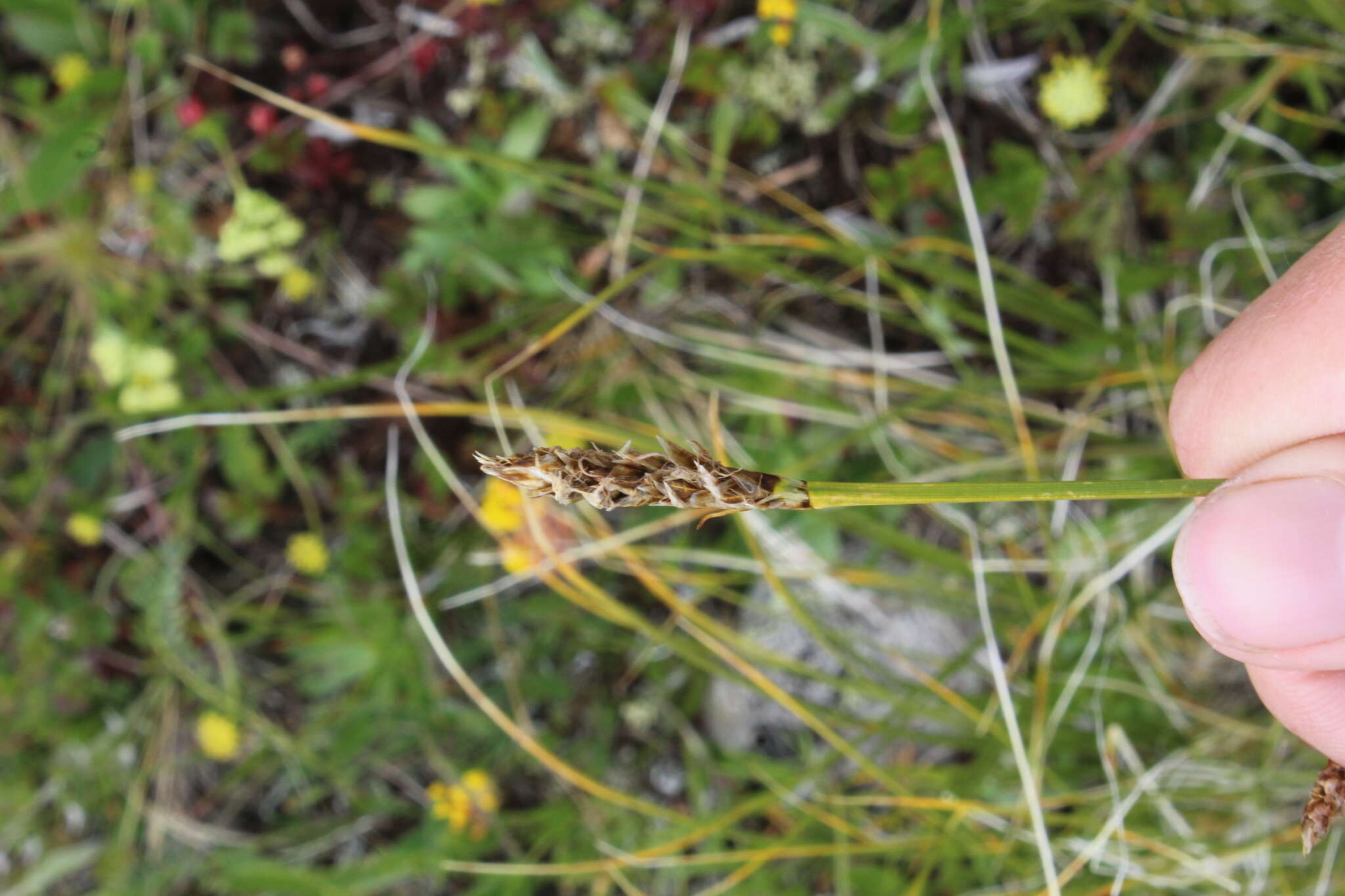 Carex capillifolia (Decne.) S. R. Zhang resmi