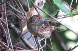 Image of Fasciated Antshrike