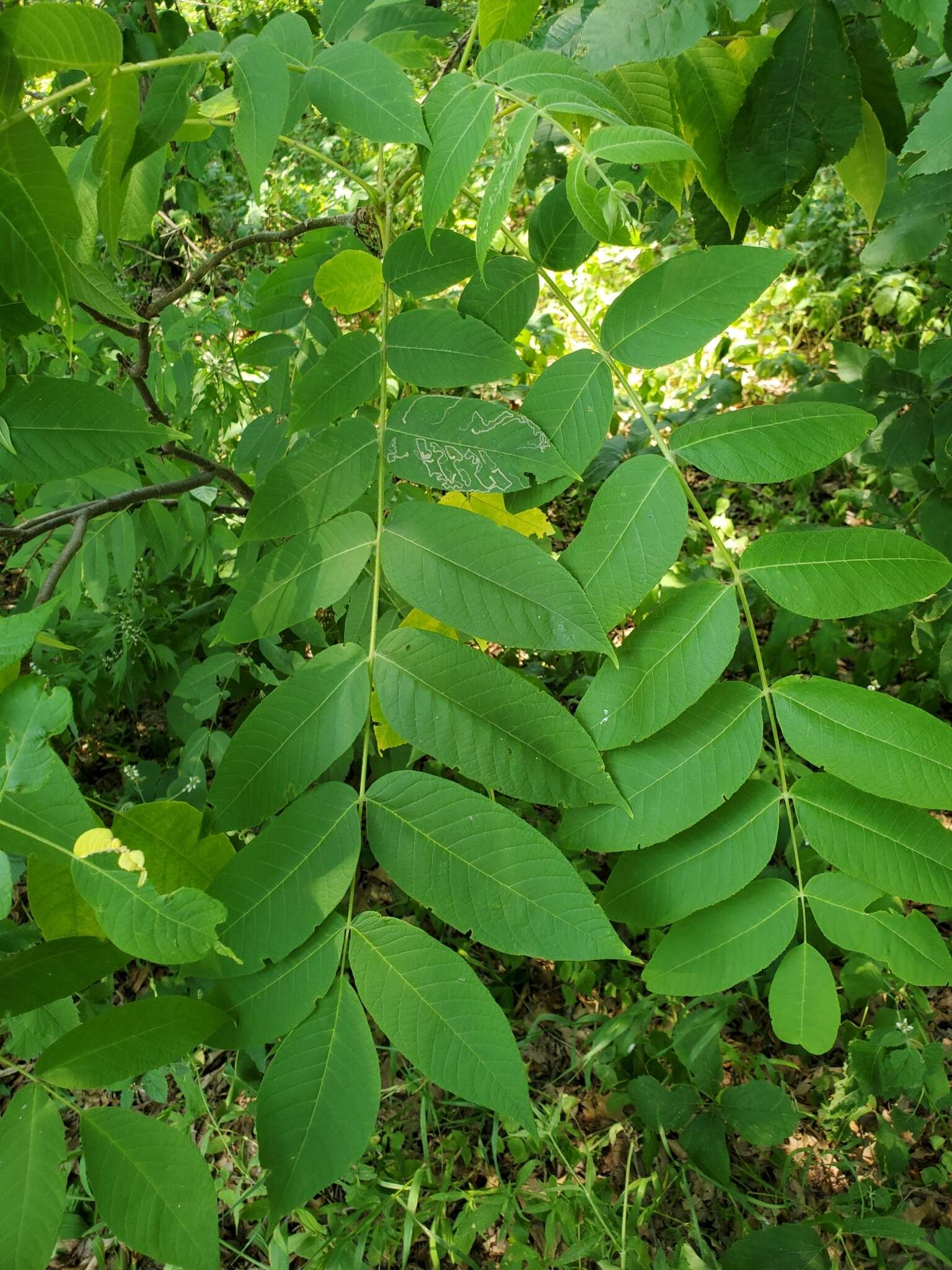 Imagem de Stigmella juglandifoliella (Clemens 1861) Wilkinson et al. 1979