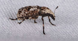 Image of Marbled Fungus Weevil