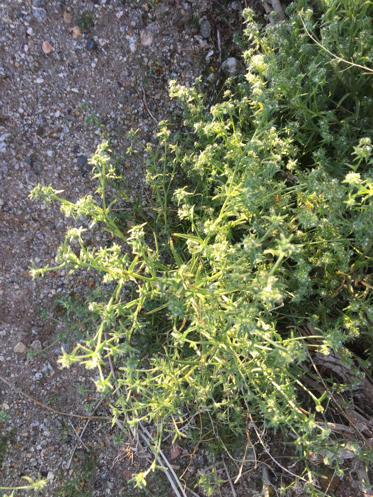 Plancia ëd Cryptantha maritima (Greene) Greene