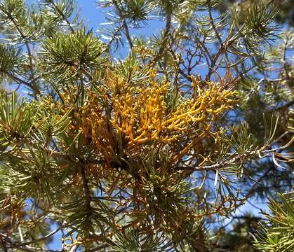 Image of pineland dwarf mistletoe