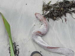 Image of Blind Eel