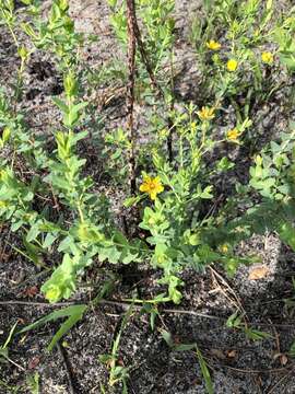 Image of Myrtle-Leaf St. John's-Wort