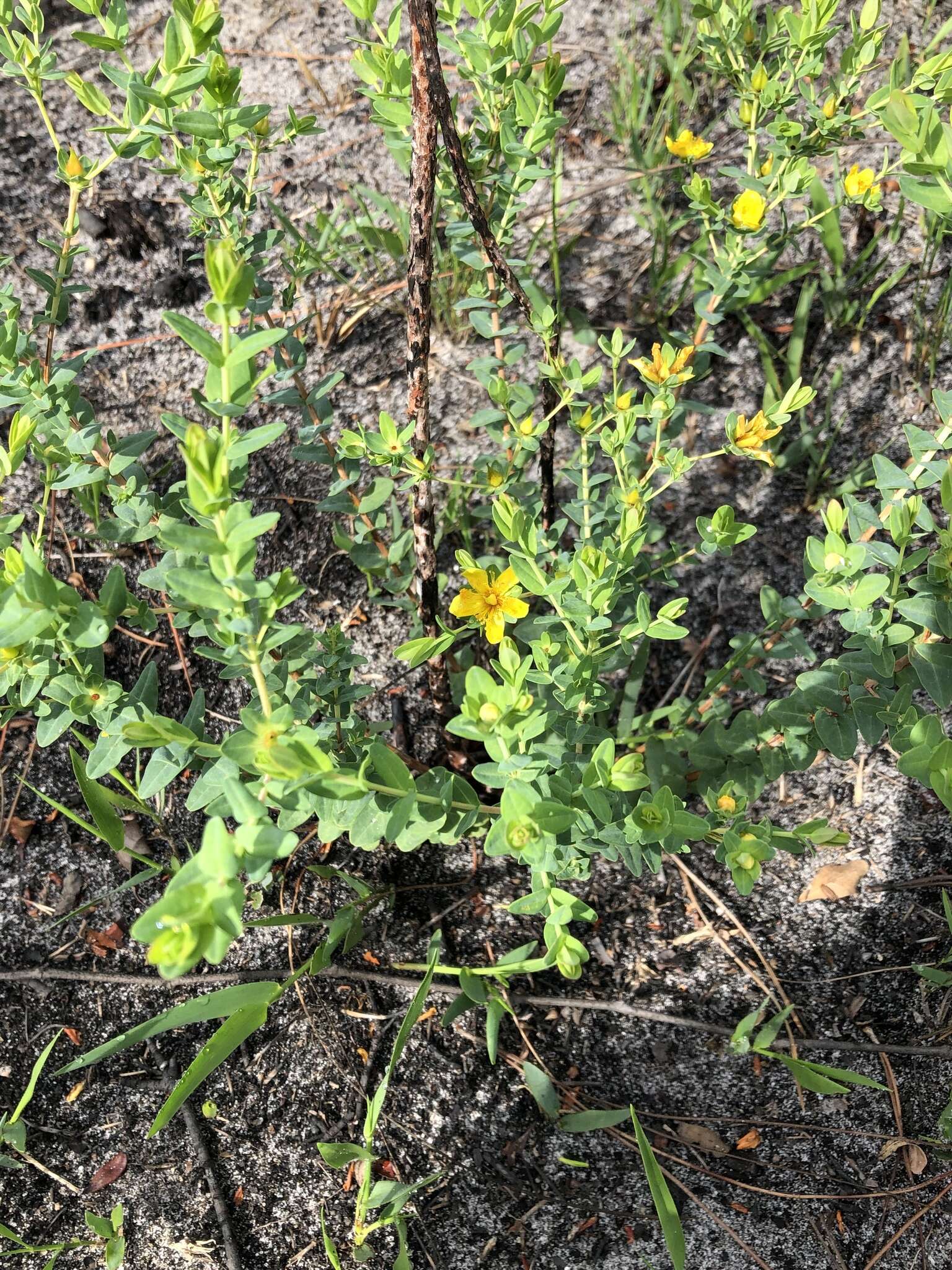 Image of Myrtle-Leaf St. John's-Wort