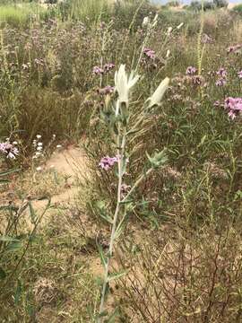 Image of grassland blazingstar