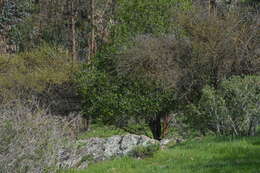 Image of Quillajaceae