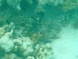 Image of Barred-chest Rock-cod