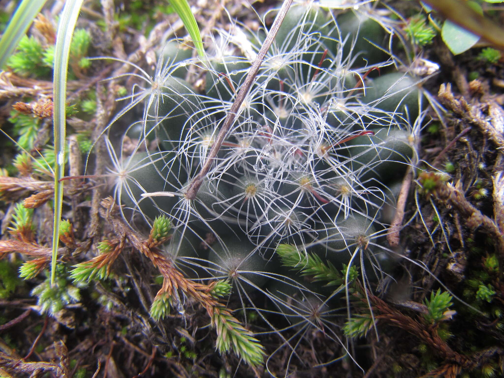 Imagem de Mammillaria zephyranthoides Scheidw.