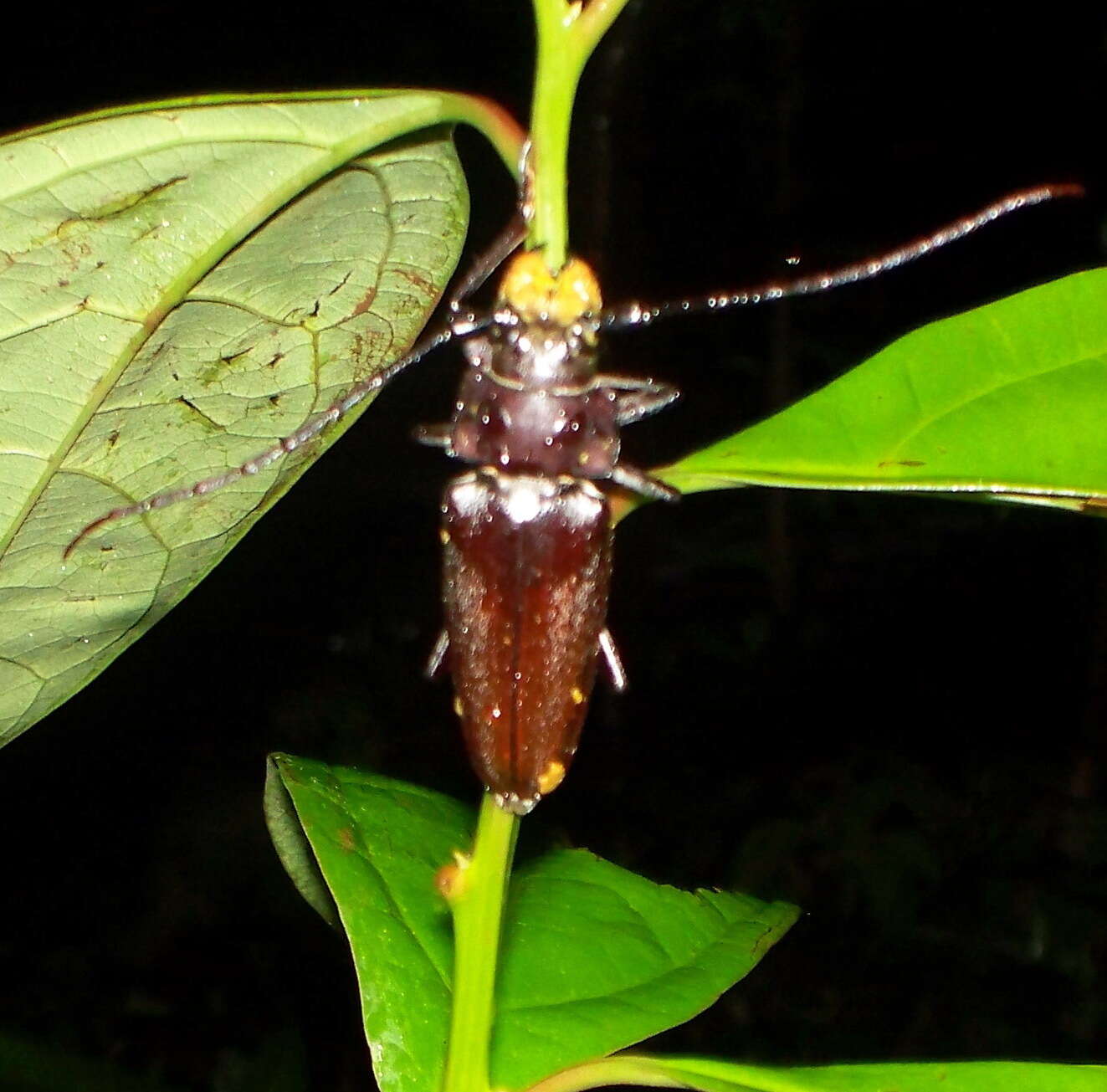 Image of Callipogon lemoinei Reiche 1840