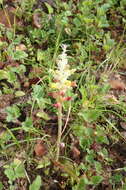 Image of Lachenalia pallida Aiton