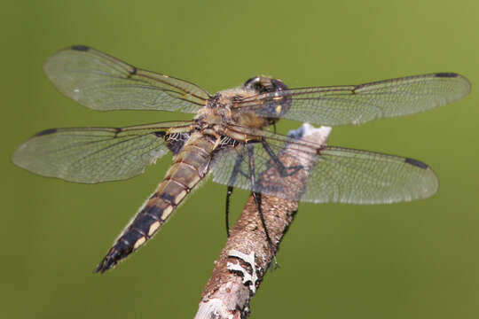 Image of Four-spotted Chaser