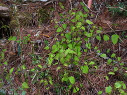 Image of Smilax vaginata Decne.