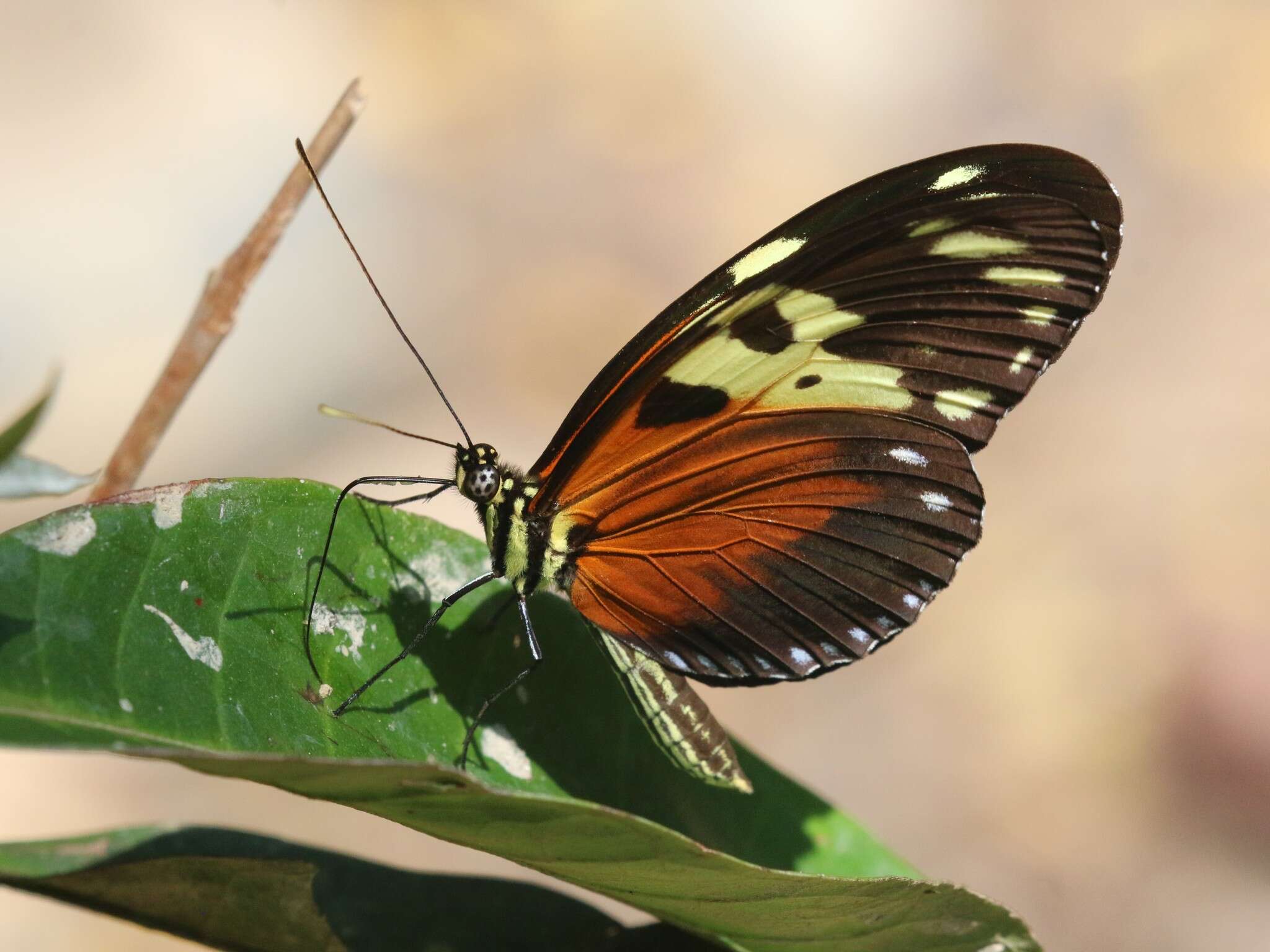 Image of Heliconius hecale melicerta