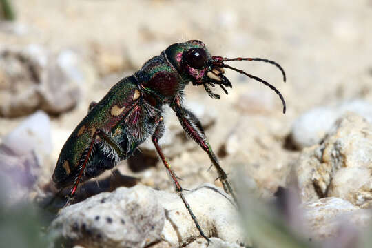 Image of Cicindela (Cicindela) maroccana pseudomaroccana Roeschke 1891