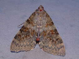 Image of french red underwing