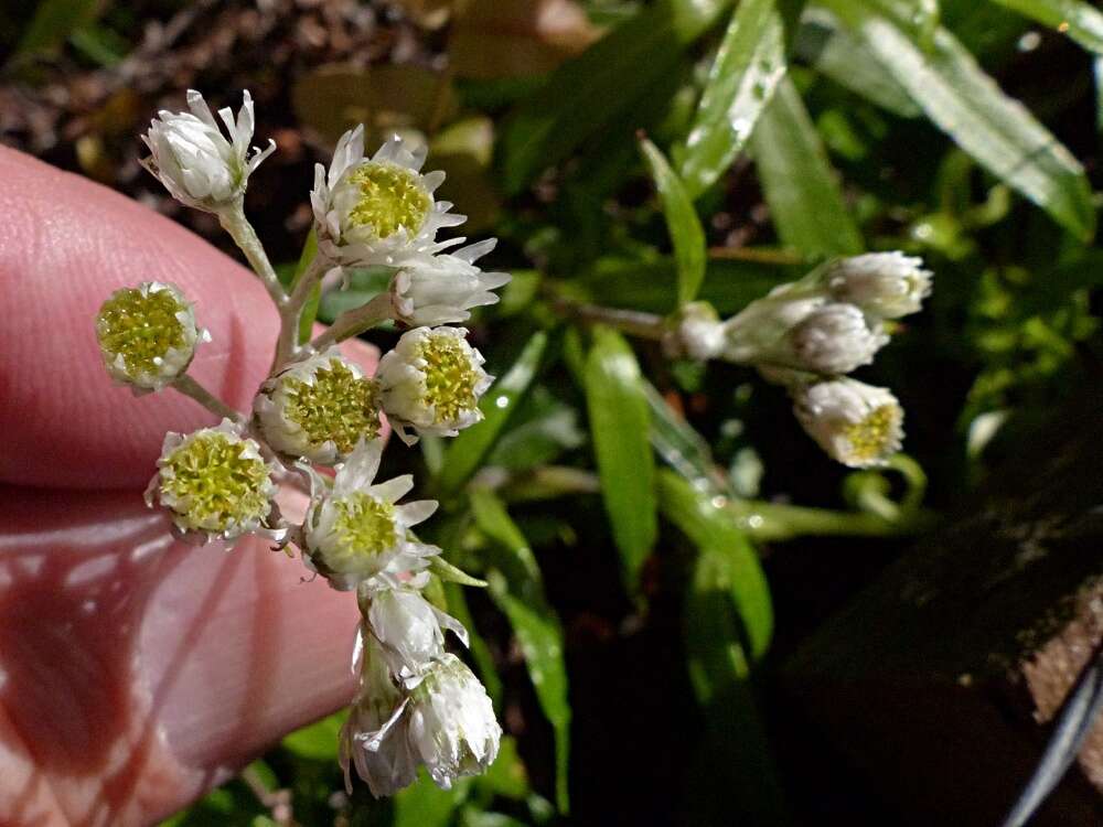 Image of <i>Anaphalioides trinervis</i>