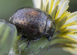 Image of <i>Chrysolina bicolor</i>