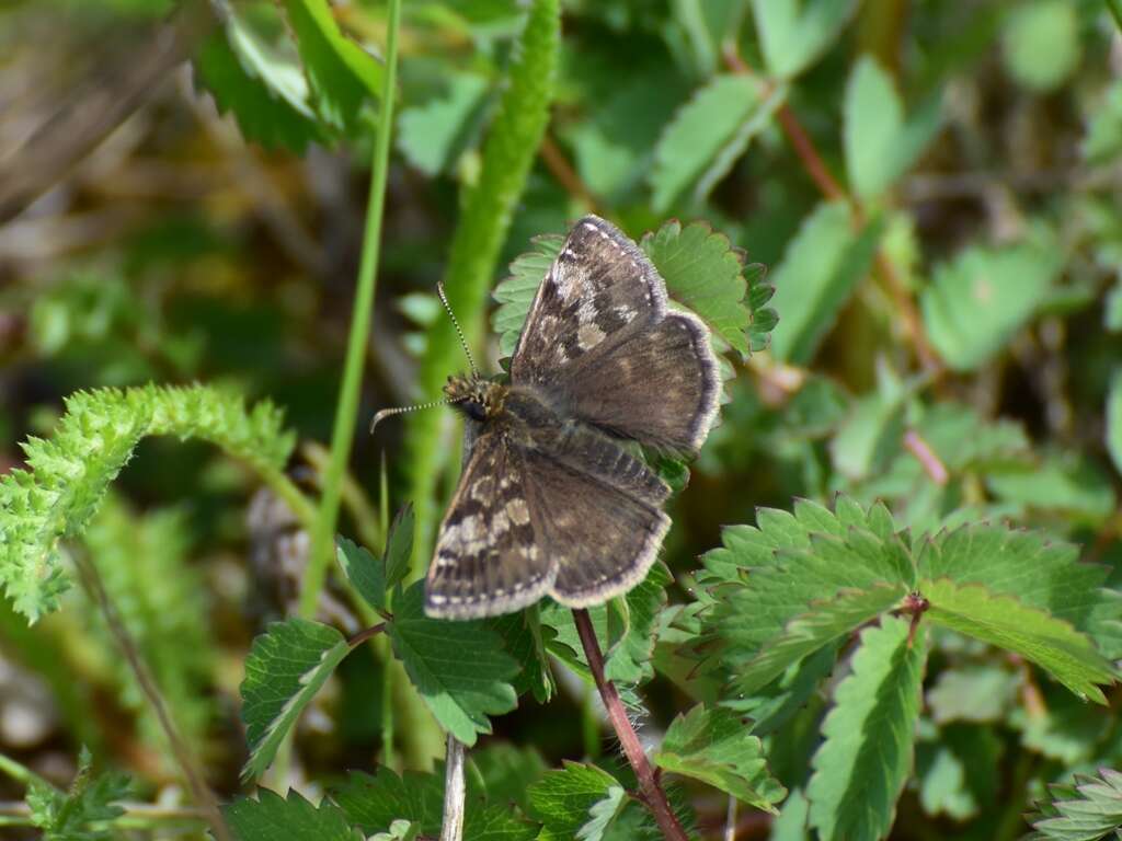 Image of dingy skipper