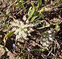 Image de Allium brandegeei S. Watson