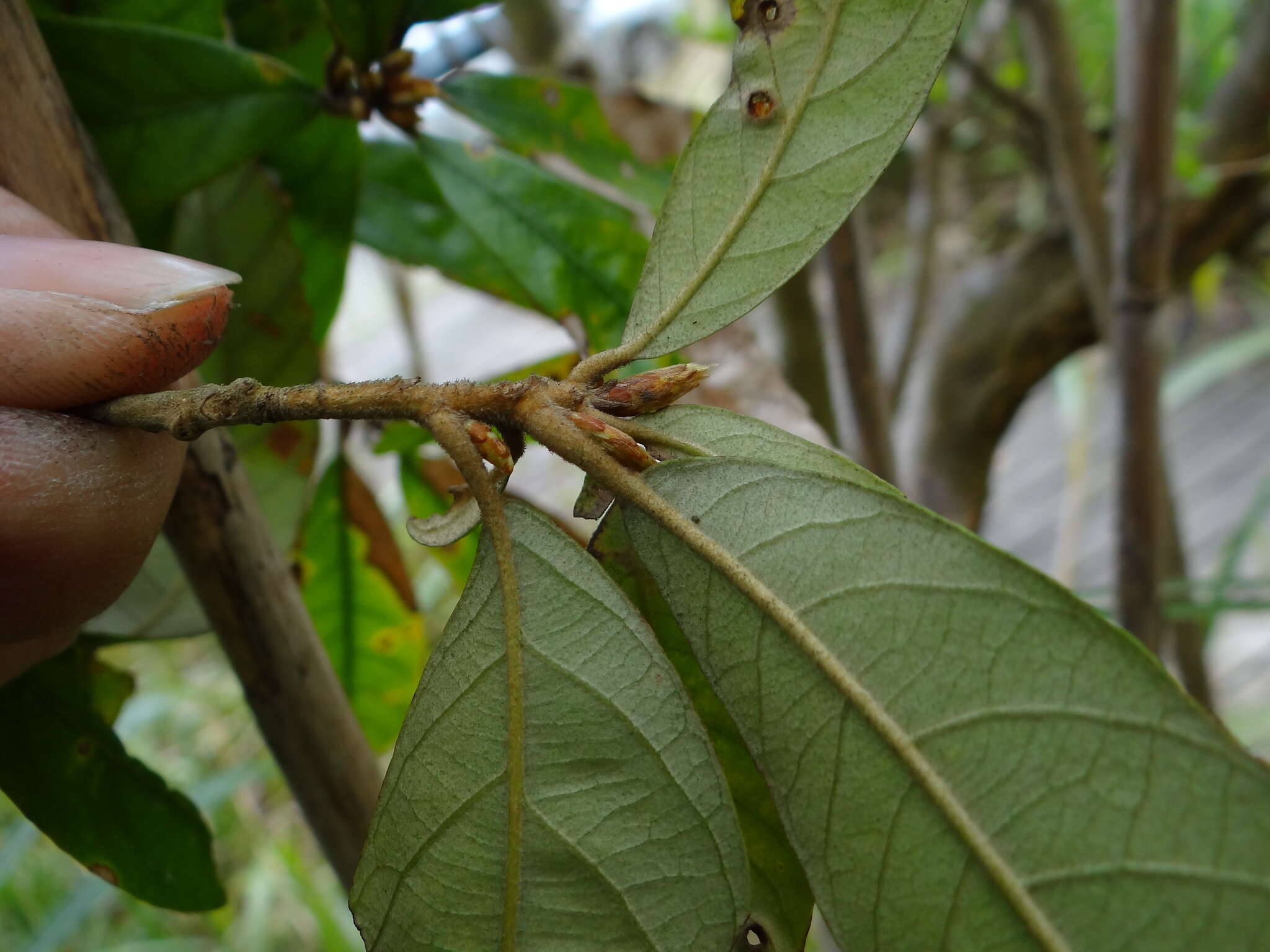 Image of red-bark oak