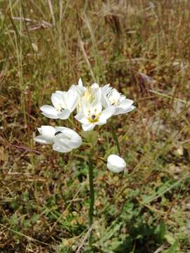 Image of Ornithogalum thyrsoides Jacq.