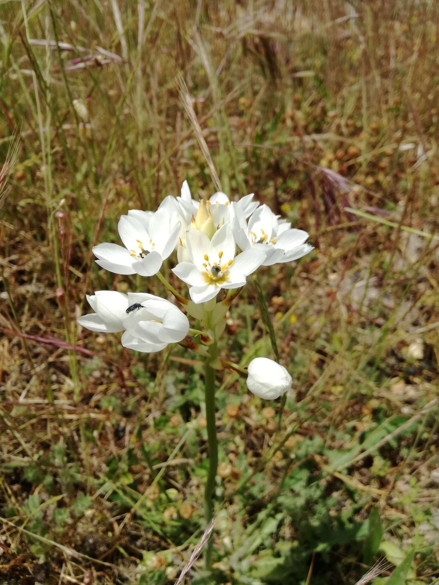 Слика од Ornithogalum thyrsoides Jacq.