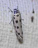 Ethmia sphaerosticha Meyrick 1886的圖片