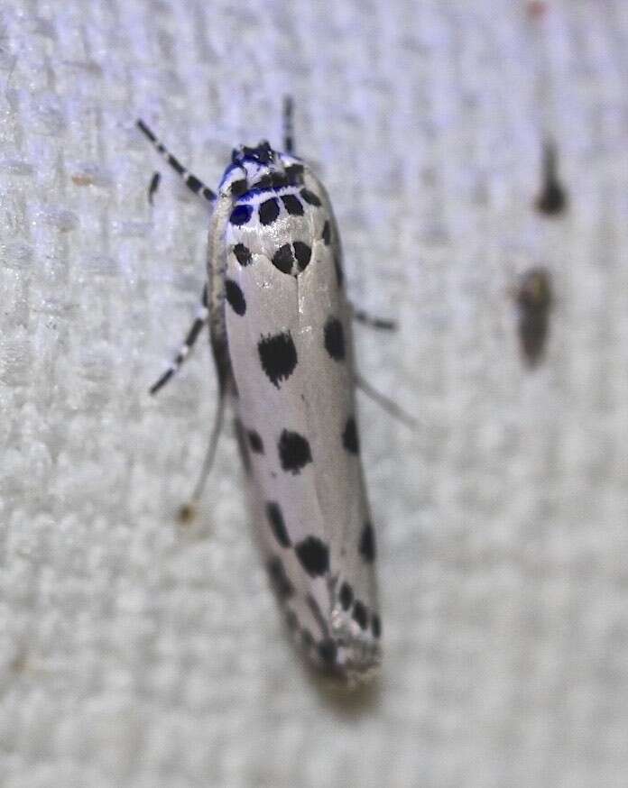 Ethmia sphaerosticha Meyrick 1886的圖片