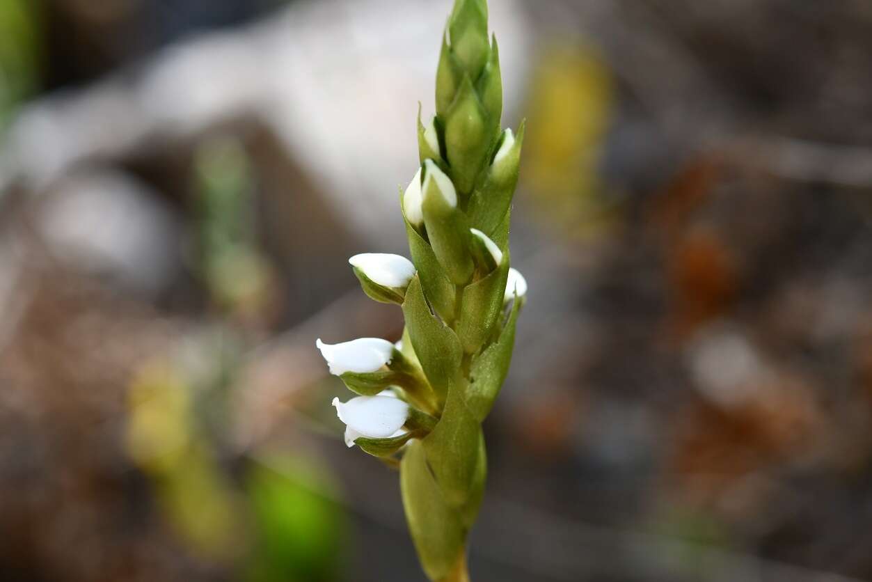 Слика од Aulosepalum hemichrea (Lindl.) Garay