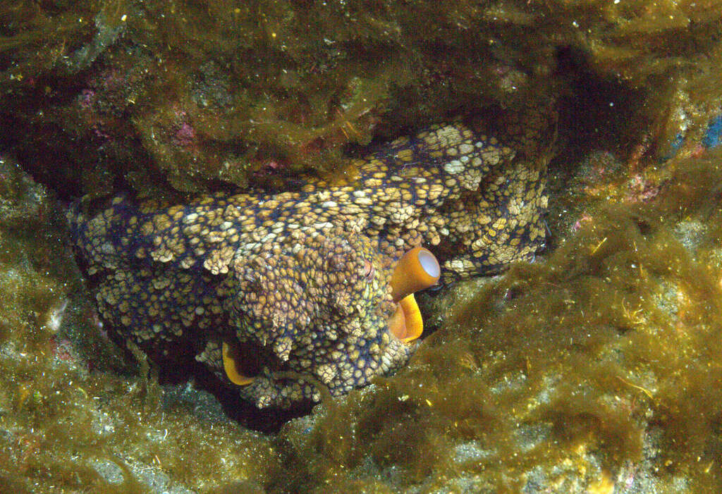 Image of Hubb's octopus