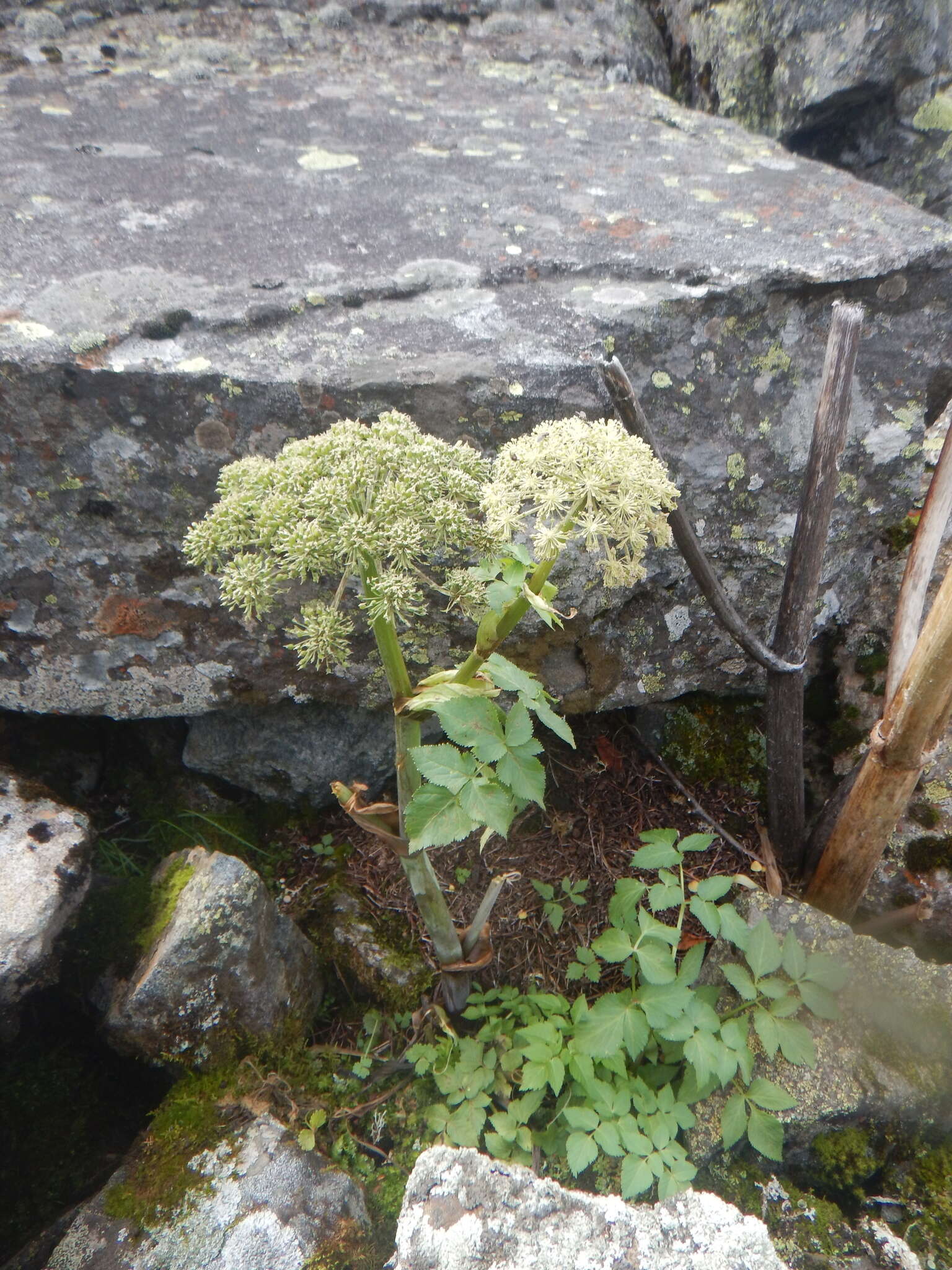 Image of Angelica saxatilis Turcz. ex Ledeb.