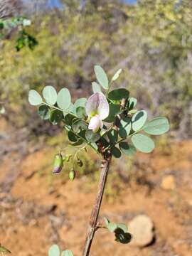 Image of Ormocarpum bernierianum (Baill.) Du Puy & Labat