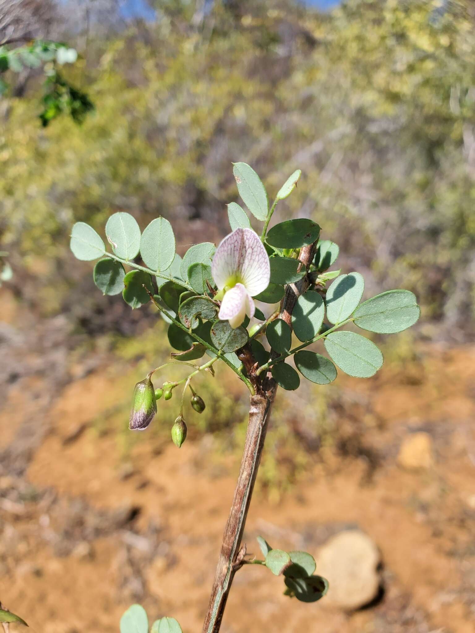 Image of Ormocarpum bernierianum (Baill.) Du Puy & Labat