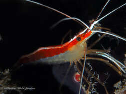 Image of red-backed cleaner shrimp