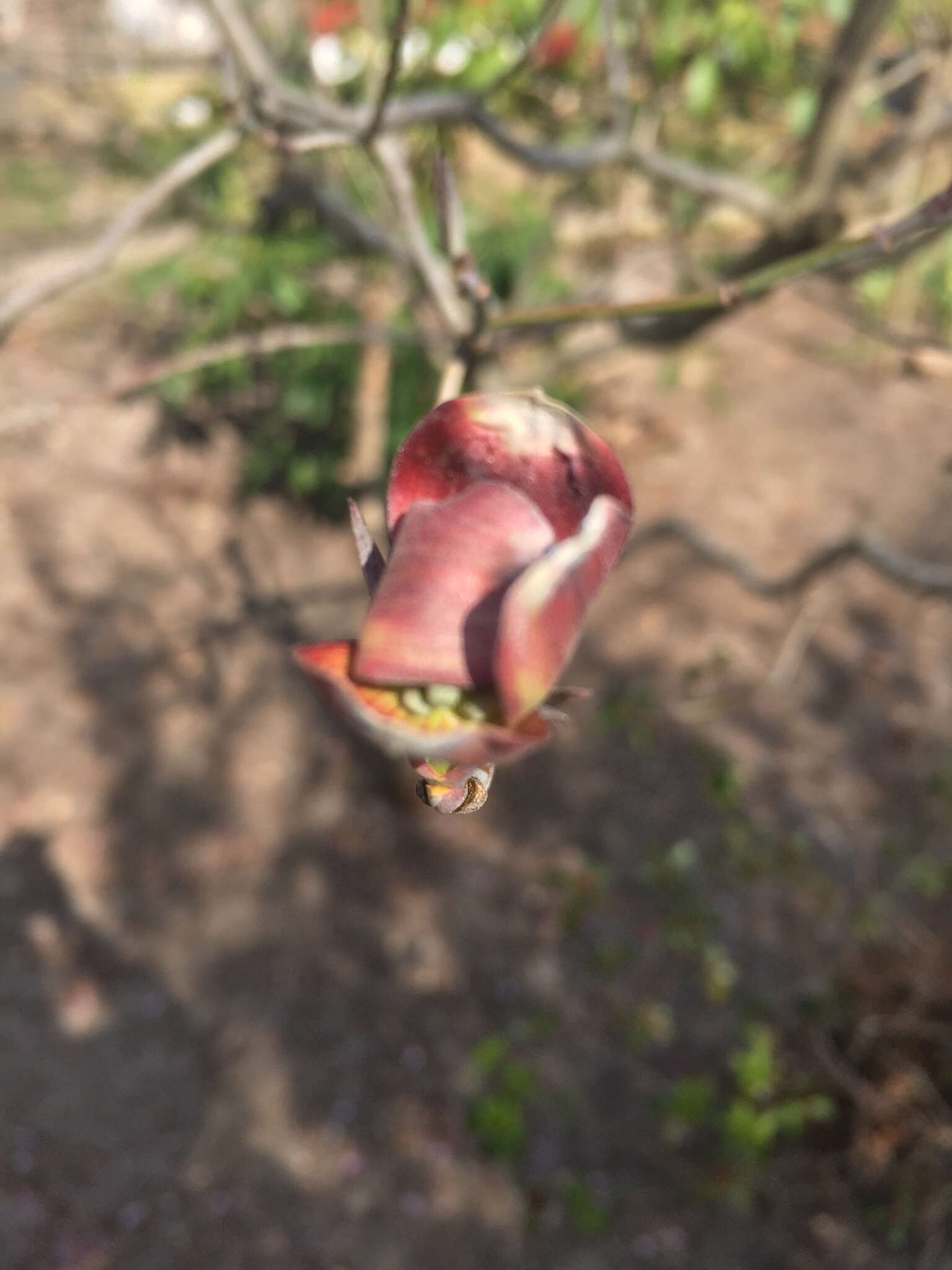 Image of Cornus florida var. florida